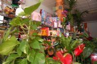 Florister�as Totana Murcia - 5