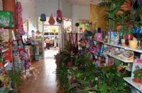 Florister�as Totana Murcia - 11