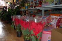 Florister�as Totana Murcia - 14
