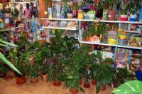 Florister�as Totana Murcia - 15