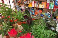 Florister�as Totana Murcia - 16