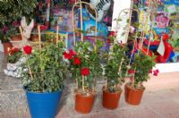 Florister�as Totana Murcia - 17