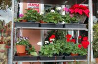 Florister�as Totana Murcia - 19