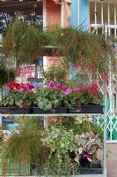 Florister�as Totana Murcia - 28