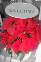 Florister�as Totana Murcia - 25