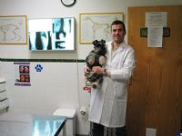 Veterinario Totana (Murcia) - 7